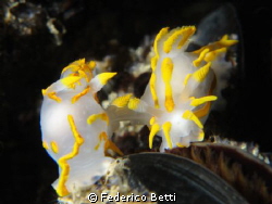 Two Polycera quadrilineata mating! by Federico Betti 
